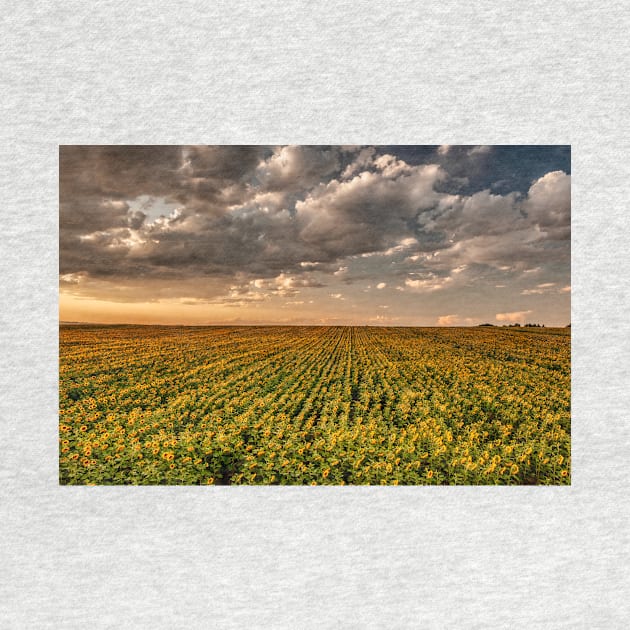 Sunflower Sunset Clouds by nikongreg